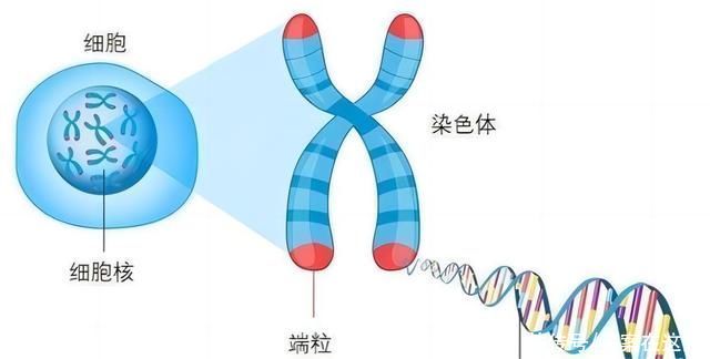 2023年中邦生物好像药行业发显示状阐述 阿达木单抗中邦墟市周围急迅扩张【组图】(图1)