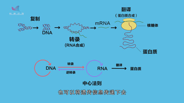 星空体育官网人类全长功用基因克隆商量获强大发扬(图1)