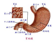 寻找消化体例用药“钻石”种类！(图1)