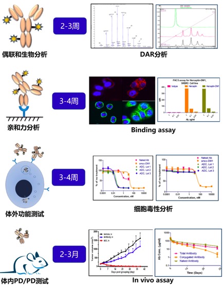 中邦研发的新冠息养性抗体新药正在欧美获批危机运用 安闲性有用性获宇宙性承认(图1)