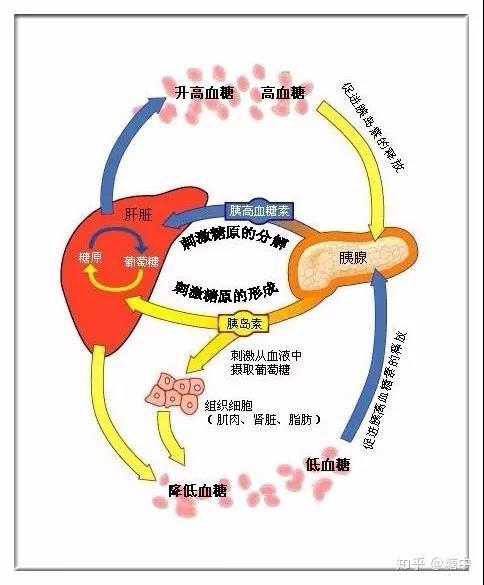 上海金博芙门诊埋线减肥塑形凝结矫健美(图1)