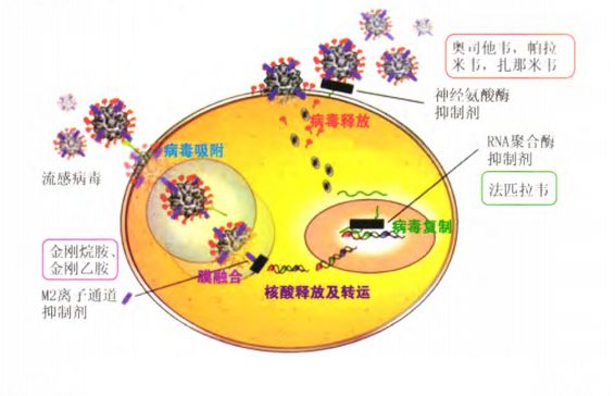 抗病毒药品销量增加南新制药2023年估计扭亏(图1)