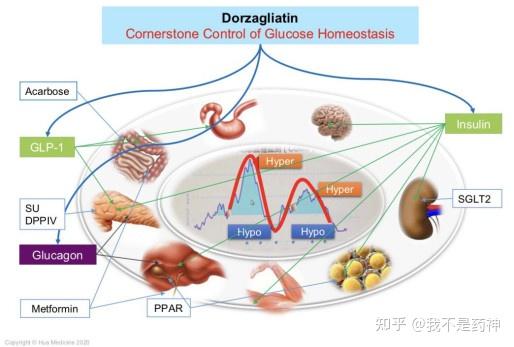 价钱降幅达64%“环球始创、中邦研发”糖尿病革新药正在上海开出医保首单(图1)