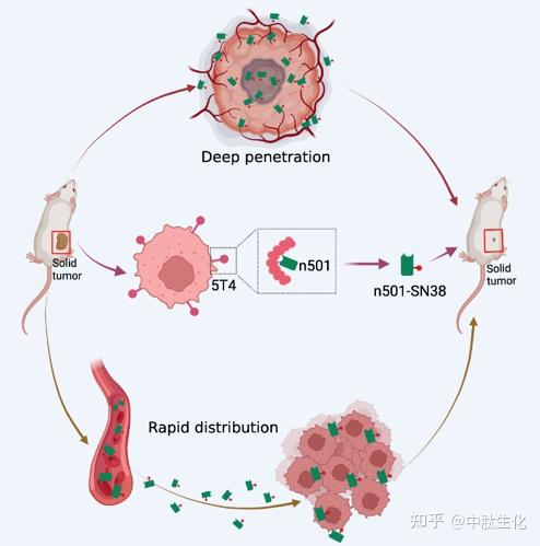 中邦科研团队研发出立异广谱抗肿瘤药物(图1)