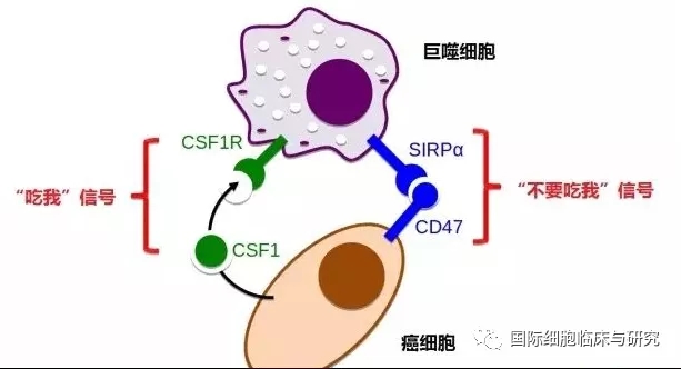 中肿团队从药物搭配破题 晚期肠癌免疫疗养新计划(图1)