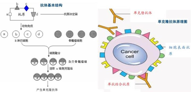 星空体育app下载抗体偶联药物研发提速企业加紧组织(图1)