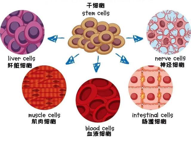 智翔金泰：公司是一家改进驱动型生物制药企业要紧产物为本身免疫性疾病、感化性疾病和肿瘤等调整规模的创再造物药产物安身于未被满意的临床需求众款焦点产物研发进度领先(图1)