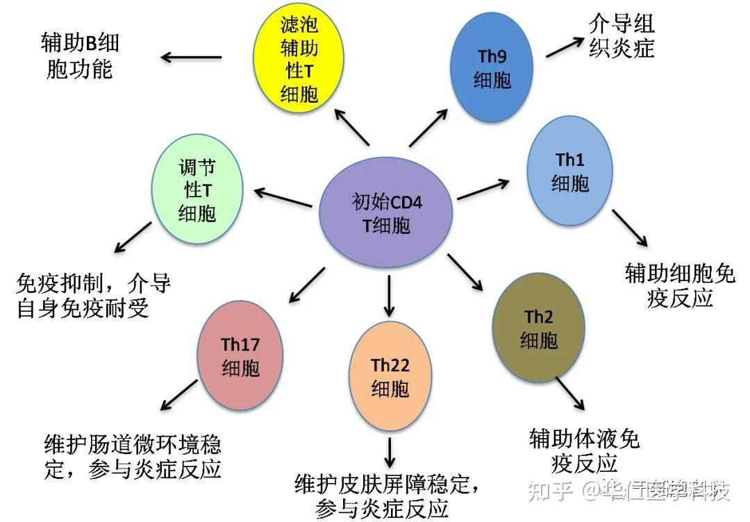 本身免疫性疾病(图1)