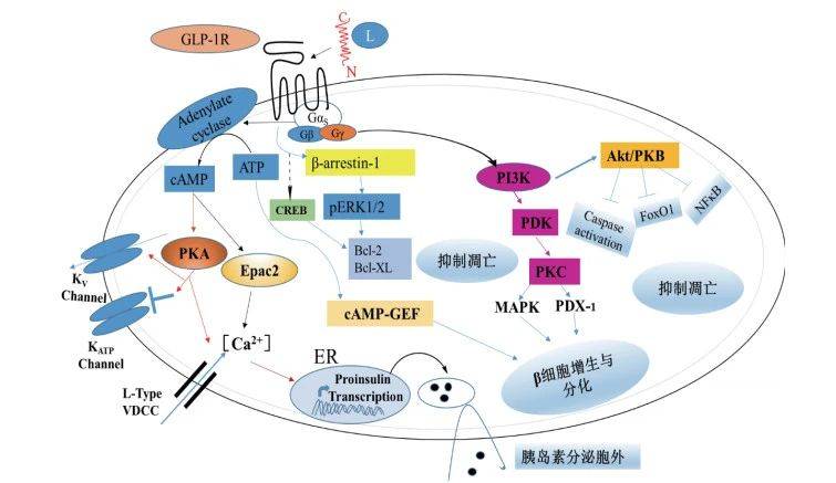 吉林敖东：公司正在癌症、肾病、糖尿病、心脑血管等范围有众款正在研、分娩和出卖的药品个中打针用核糖核酸Ⅱ合用于胰腺癌、肝癌、胃癌、肺癌、乳星空体育注册腺癌、软构制赘瘤及其他癌症的辅助调整(图1)