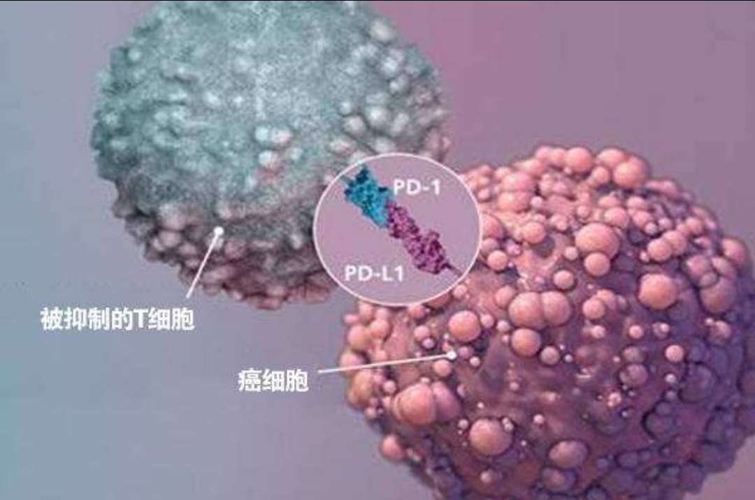 中邦生物WMS助力邦内首家第四代静注人免疫球卵白正式获批上市(图1)