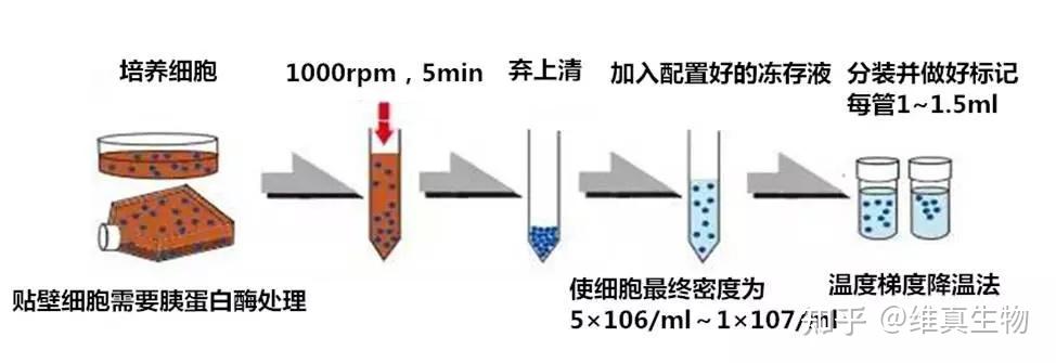 张豪：做细胞教育设置智能化的先行者(图1)