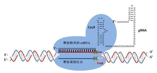 星空体育app官方下载日本胜利克隆出含有人体基因的克隆猪和克隆羊(图1)