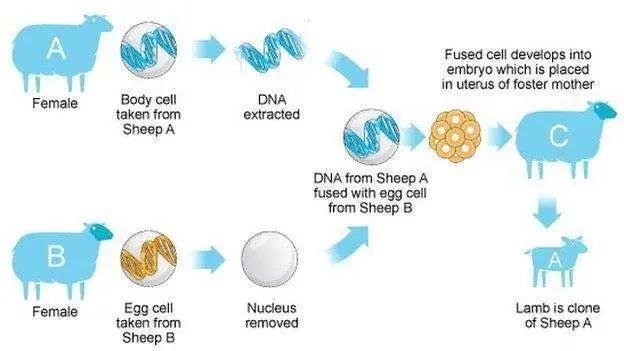 以前常听到克隆方今很少有人提及还记的克隆羊众莉吗？(图1)