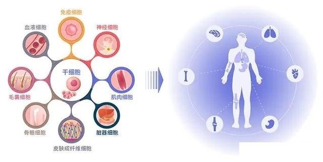 《食物科学》：中邦海洋大学牟海津教练、李东钰博士等：分别构造褐藻胶寡糖的制备与出力斟酌发展(图1)