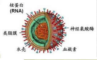 乙肝抗病毒什么期间可能停药？这篇告诉你谜底(图1)